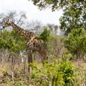 BWA NW Chobe 2016DEC04 NP 116 : 2016, 2016 - African Adventures, Africa, Botswana, Chobe National Park, Date, December, Month, Northwest, Places, Southern, Trips, Year
